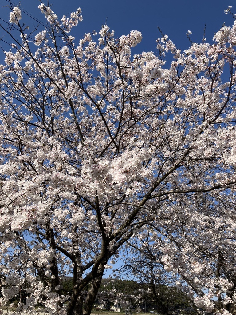 満開の桜の木